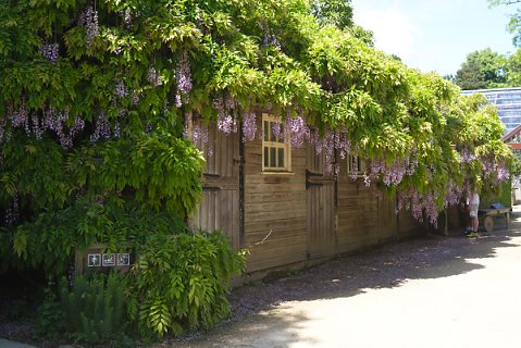 2018-06-02-Hidcote-Manor-NT-0060.jpg