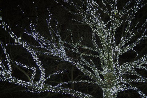 2018-12-02-Kew-Gardens-Christmas-Lights-0028.jpg