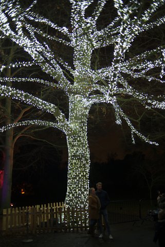 2018-12-02-Kew-Gardens-Christmas-Lights-0029.jpg