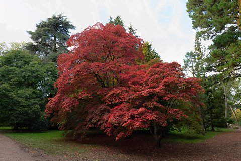 2019-10-16-Westonbirt-Arboretum-03.jpg