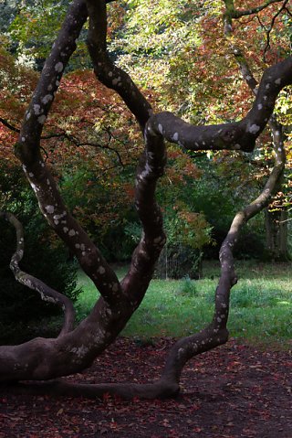 2019-10-16-Westonbirt-Arboretum-04.jpg