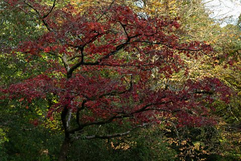 2019-10-16-Westonbirt-Arboretum-05.jpg