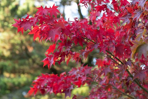 2019-10-16-Westonbirt-Arboretum-07.jpg