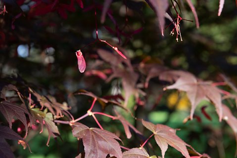 2019-10-16-Westonbirt-Arboretum-08.jpg