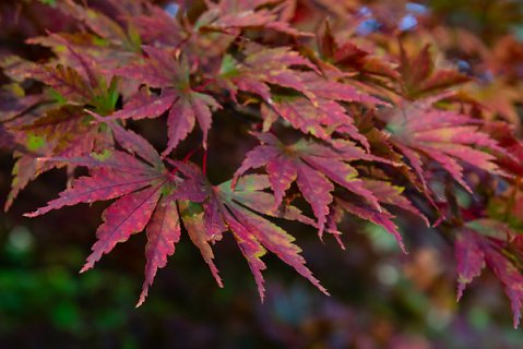 2019-10-16-Westonbirt-Arboretum-11.jpg