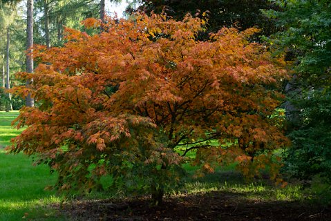 2019-10-16-Westonbirt-Arboretum-12.jpg