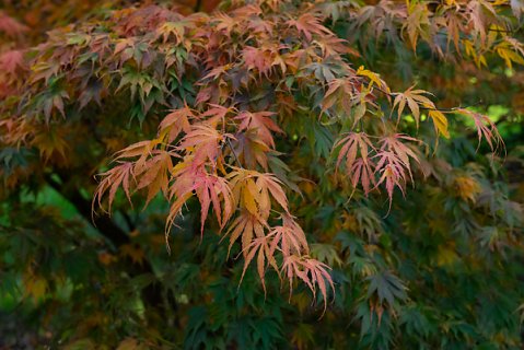 2019-10-16-Westonbirt-Arboretum-14.jpg