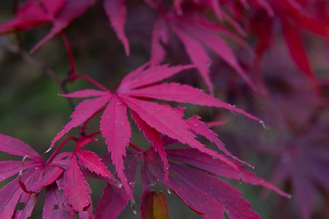 2019-10-16-Westonbirt-Arboretum-16.jpg