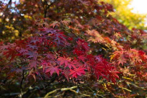 2019-10-16-Westonbirt-Arboretum-17.jpg