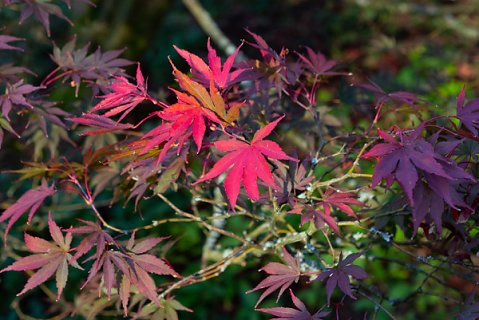 2019-10-16-Westonbirt-Arboretum-18.jpg