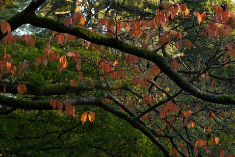2019-10-16-Westonbirt-Arboretum-22.jpg